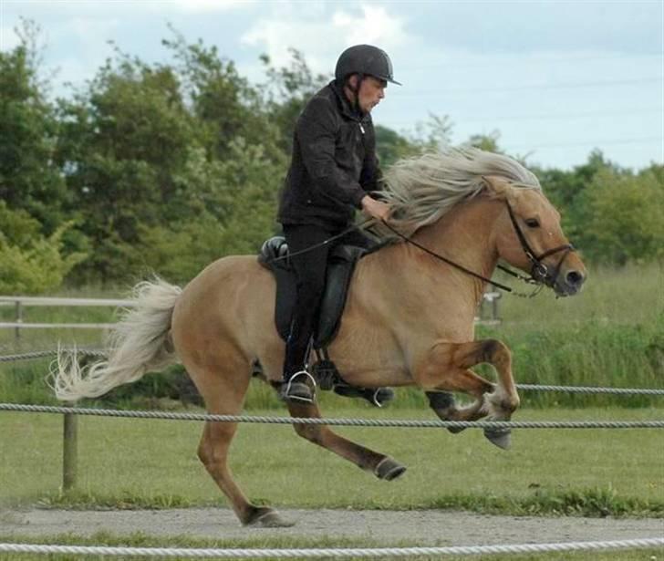 Islænder Gullfeti frá Árbakka - Kåring på Hedeland juni 2009, Galop billede 14