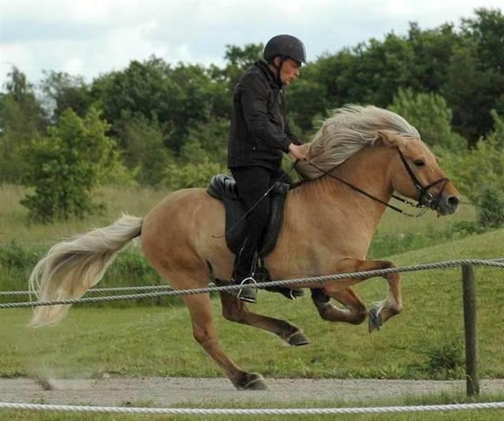 Islænder Gullfeti frá Árbakka - Kåring på Hedeland juni 2009, Galop billede 15