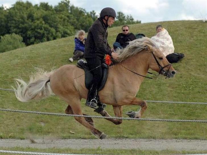 Islænder Gullfeti frá Árbakka - Kåring på Hedeland juni 2009, Galop billede 16