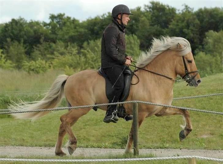 Islænder Gullfeti frá Árbakka - Kåring på Hedeland juni 2009, Trav billede 18