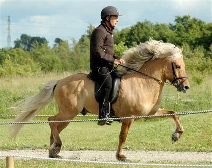 Islænder Gullfeti frá Árbakka - Kåring på Hedeland juni 2009, Trav billede 19