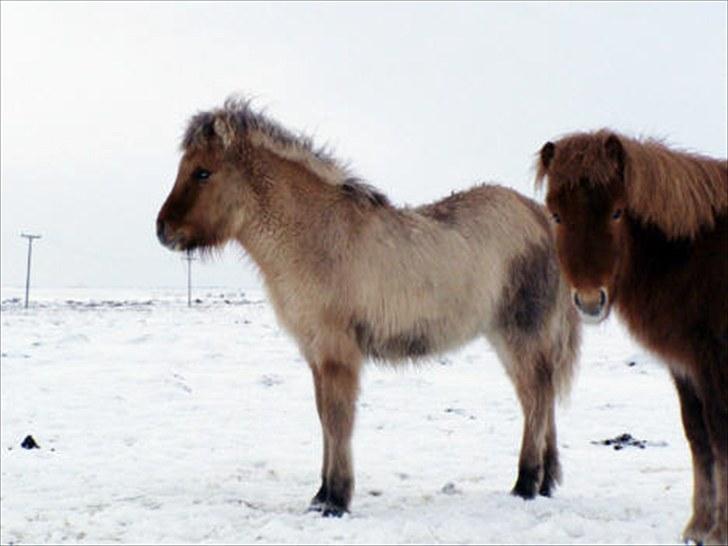 Islænder Gullfeti frá Árbakka - 15/2 2005 Island, Gullfeti som unavngivet føl på de sneklædte marker billede 20