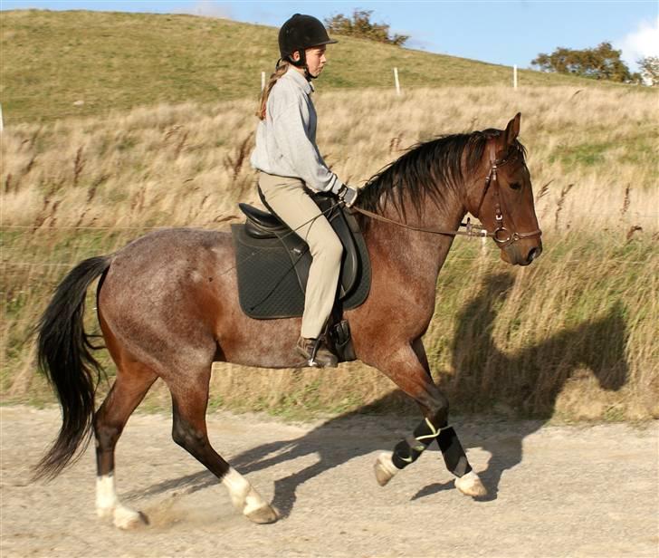 Anden særlig race Baltic Robin - d. 2 okt 09 Galop på højre volte billede 10