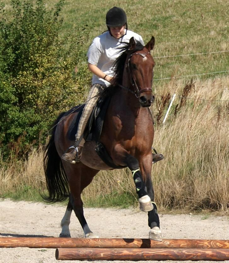 Anden særlig race Baltic Robin - d. 11/09 09 Galop over bomme CHRINOS FOTO billede 11