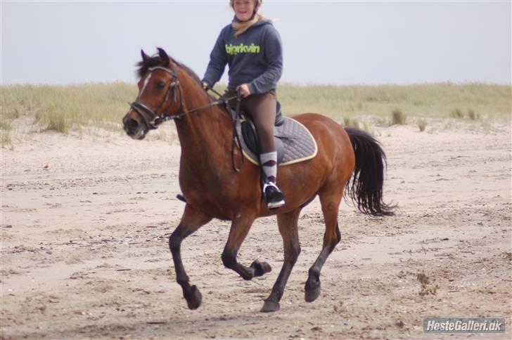 Anden særlig race CHIVAS billede 17