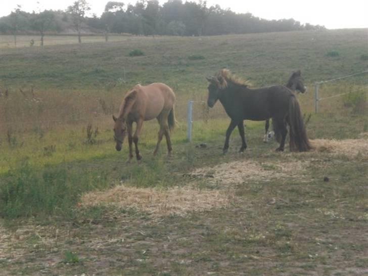 Islænder Baldur - Baldurs nye kæreste, Papaya.  billede 14