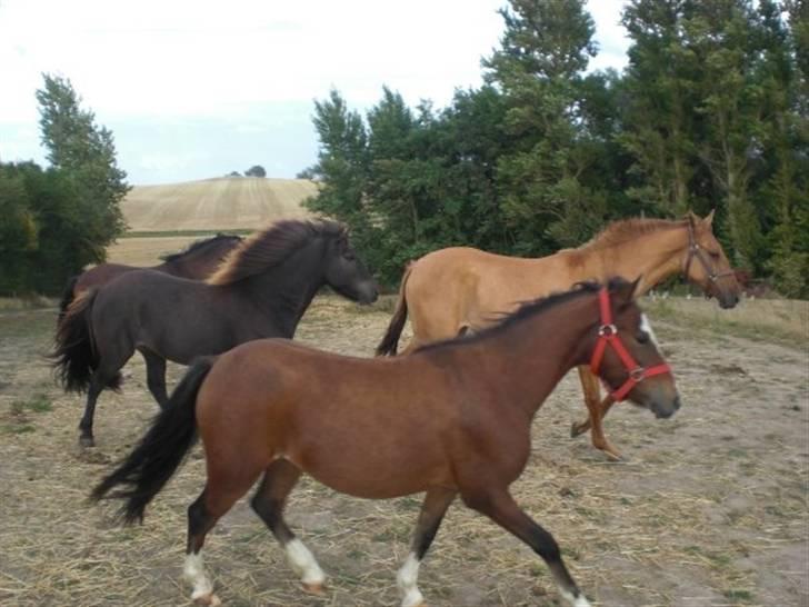 Islænder Baldur - Balle jager de andre heste væk fra Papya. Ingen skal tage hans damer. billede 15