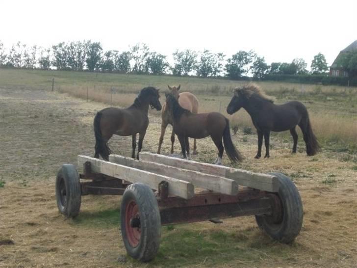 Islænder Baldur billede 16