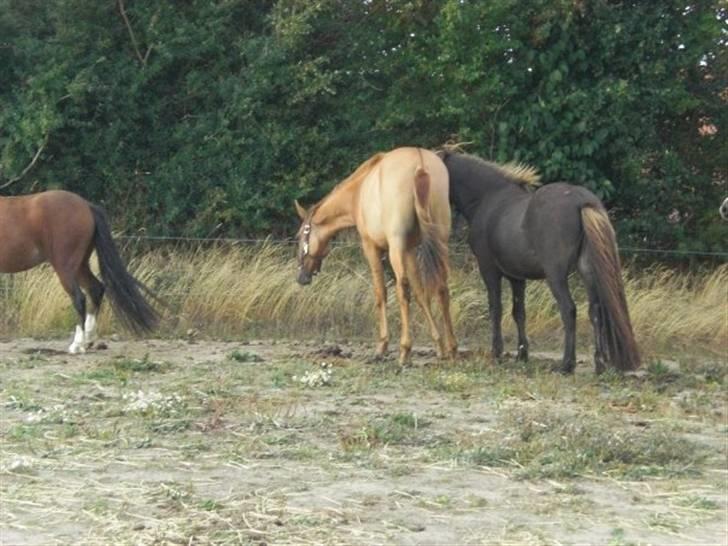 Islænder Baldur billede 17