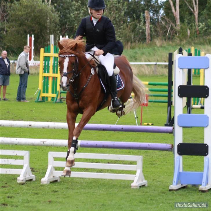 Welsh Pony af Cob-type (sec C) Aastrupgaards Elvis - Hold mesterskab 2009 billede 16