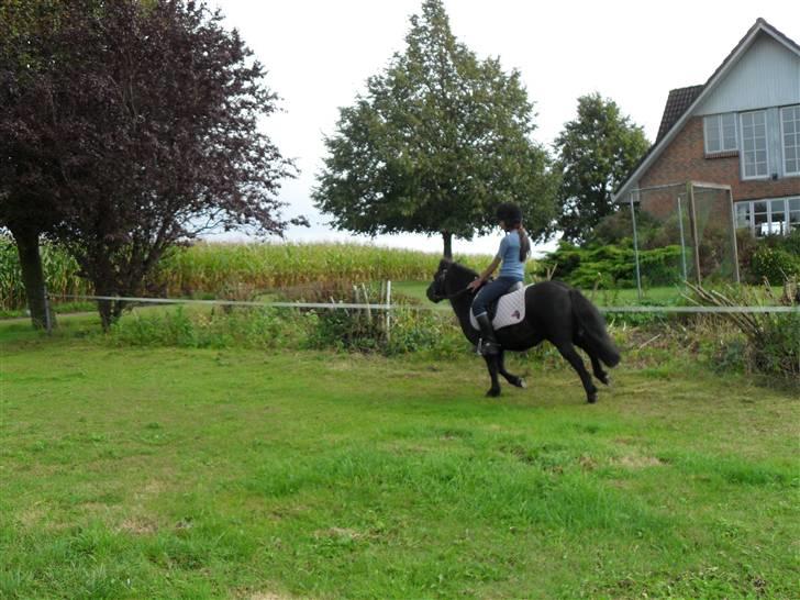 Shetlænder Trøstmosegaadens Speedy<3 - så er det tid til at flyv:P billede 10