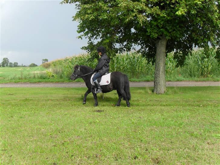Shetlænder Trøstmosegaadens Speedy<3 - arbejr billede 12