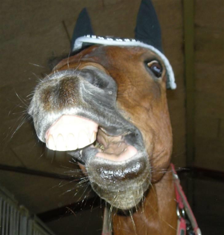 Anden særlig race Laban |*Mit ét og alt<3*| - Ha ha skatter!<3! Du får mig ALTID til og grine!<3 Foto Mig/Mikala billede 6