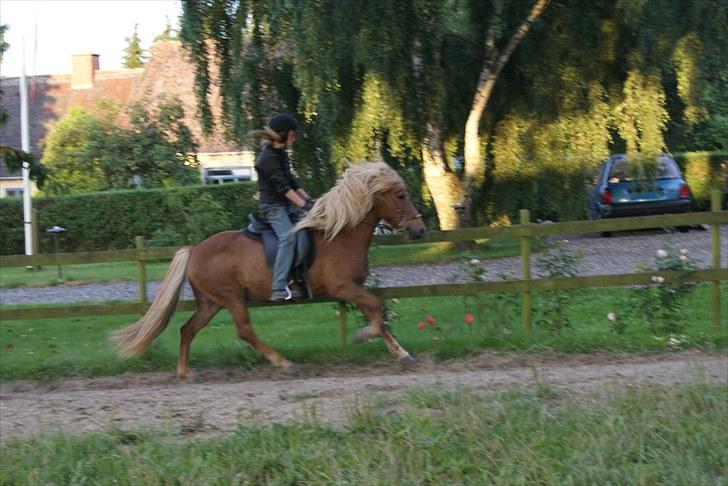 Islænder Silkisif f Skydebanegård solgt  - #6 nyt.  galop billede 6
