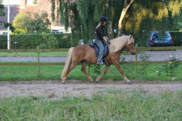 Islænder Silkisif f Skydebanegård solgt  - #8 nyt. trav  billede 8