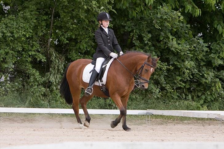 Anden særlig race CINORA - stævne i farsø i ld1 1 plads Foto jp-photo.dk billede 6