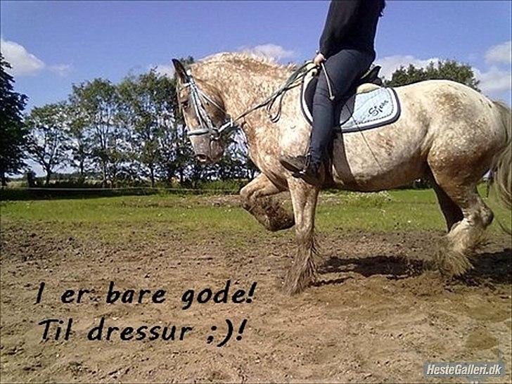 Irish Cob sjors 9 <3 - se lig hvor gode vi er os to

Foto. Melissa billede 10