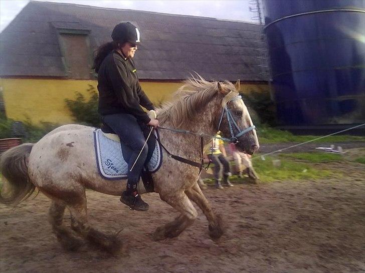 Irish Cob sjors 9 <3 - vi kan jo godt når vi ville

Foto. Melissa billede 11