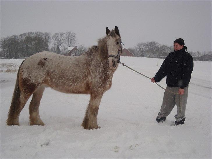 Irish Cob sjors 9 <3 - mig og min lille  basse i sne
2010
Foto. Maia billede 7
