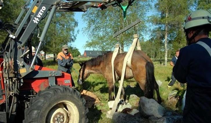 Anden særlig race mysing - Mysing sad, den sjette april 2008, fast i et stendige, og her bliver reddet. billede 9