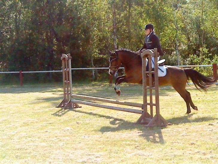 Anden særlig race Cassiopeia - Klubstæve BRA 31/6 billede 20