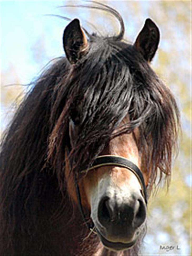 Nordsvensk Skovhest Lukas billede 1