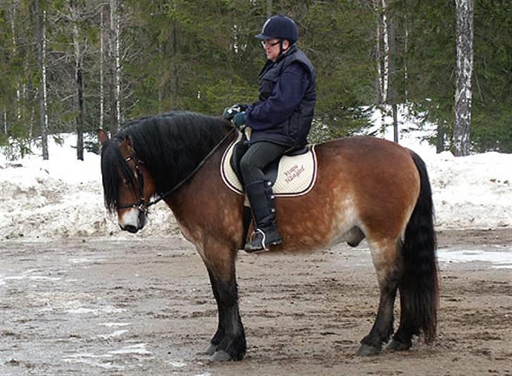 Nordsvensk Skovhest Lukas billede 2