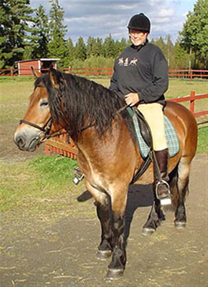 Nordsvensk Skovhest Lukas billede 5