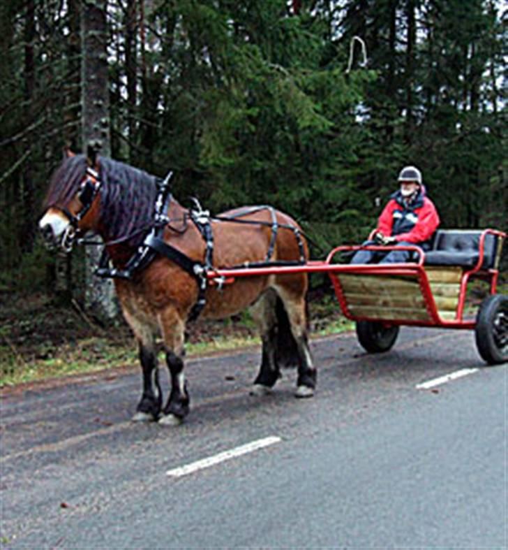 Nordsvensk Skovhest Lukas - her trækker han en vogn. Er han ikke bare dygtig ? billede 6
