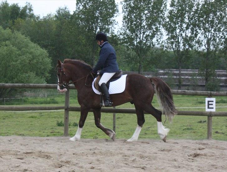 Welsh Cob (sec D) Not Again - Banjo varmes op til LB1 den 29/5-10 billede 10