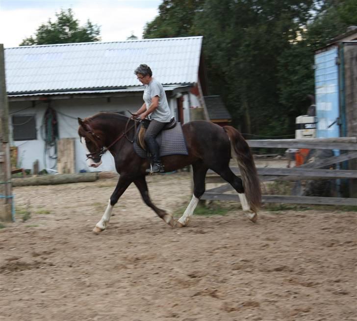 Welsh Cob (sec D) Not Again - Der arbejdes .. 11/9-09 billede 11