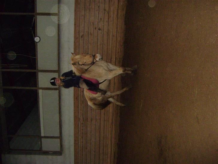 Fjordhest ~ <3Elmer/Elsi<3 ~ - IloveyouElmer!<3<3 billede 1