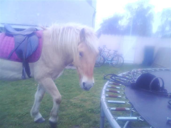 Fjordhest ~ <3Elmer/Elsi<3 ~ - Hehe hjemme ved Maja engang :D<3 billede 2