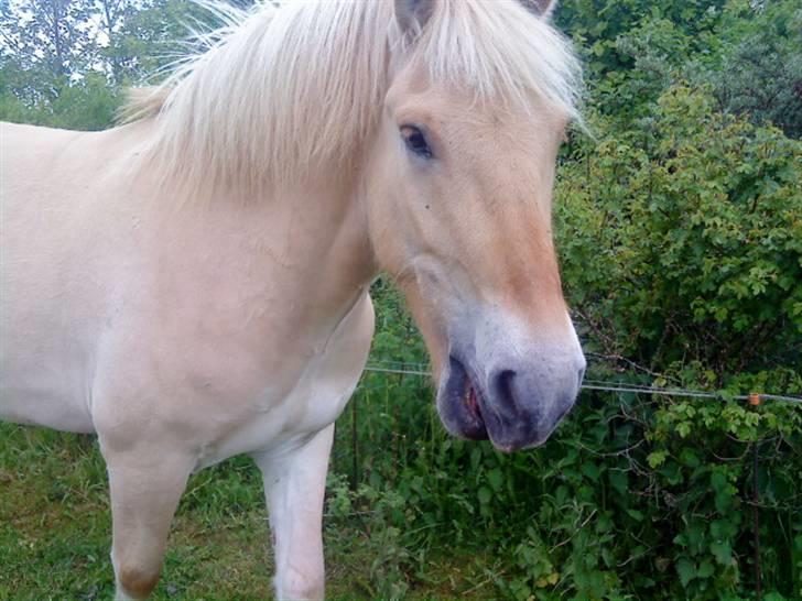 Fjordhest ~ <3Elmer/Elsi<3 ~ - Gumle, Gumle:) du er dog dejlig Elmer<3 ILoveYou!<3:-D billede 3