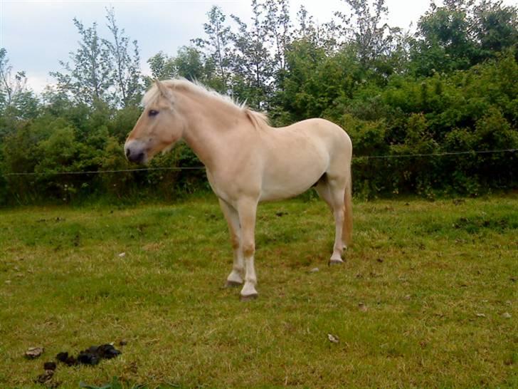 Fjordhest ~ <3Elmer/Elsi<3 ~ billede 4