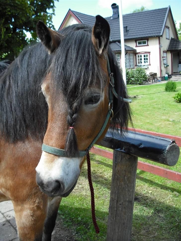 Nordsvensk Skovhest Lukas billede 9