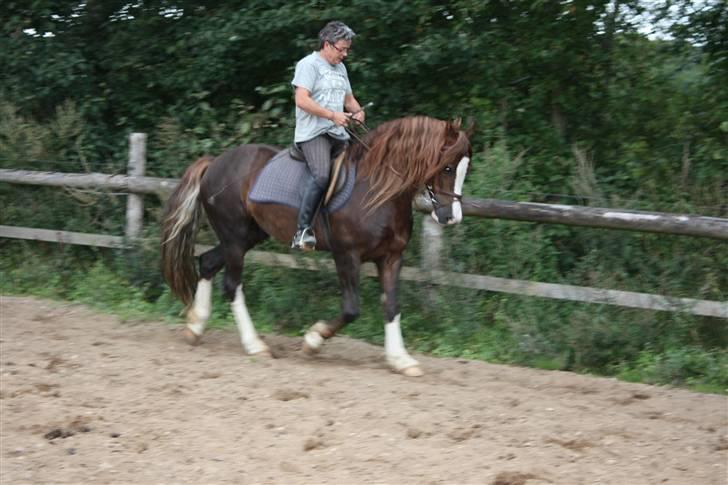 Welsh Cob (sec D) Not Again - Super velgående Banjo sammen med sin mor på banen d. 11/9-09 billede 12