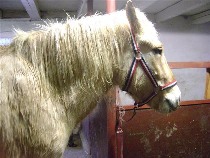 Fjordhest ~ <3Elmer/Elsi<3 ~ - Det squ smukt :D<3 haha Elmer du betyder alt for miig!<3:D billede 6