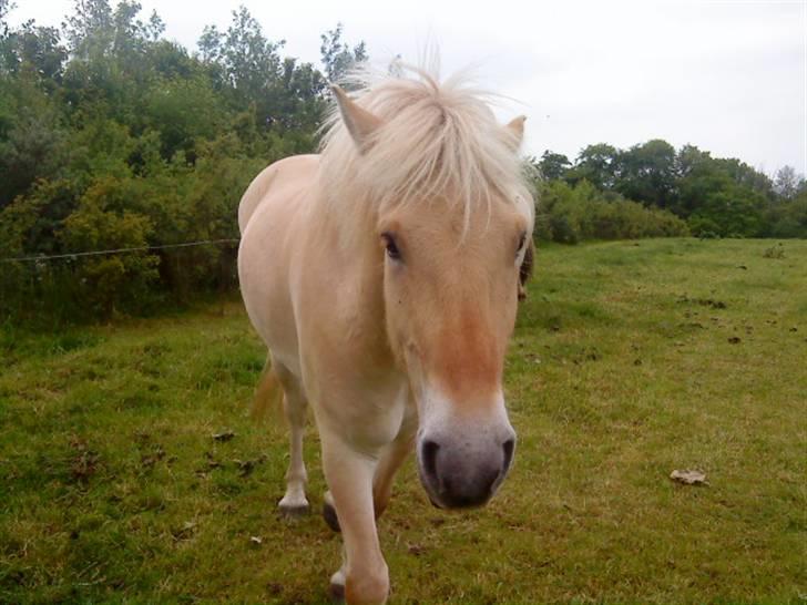 Fjordhest ~ <3Elmer/Elsi<3 ~ billede 7