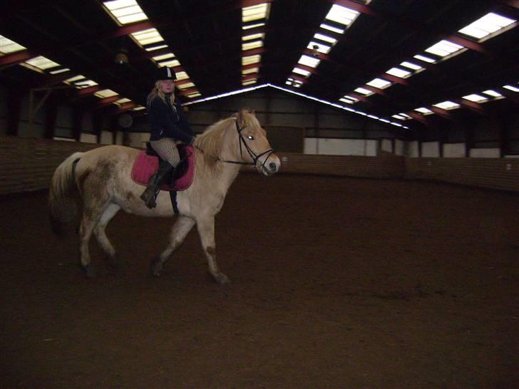 Fjordhest ~ <3Elmer/Elsi<3 ~ - hehe :D<3 billede 8