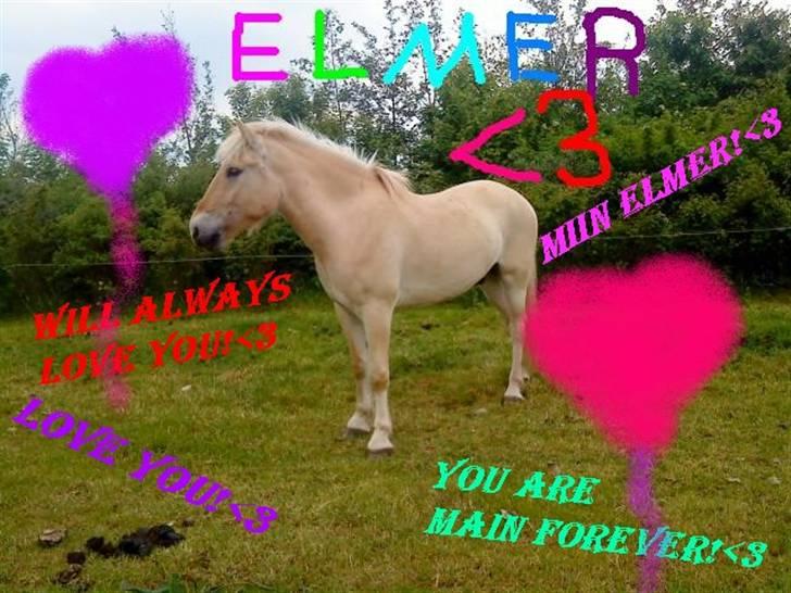 Fjordhest ~ <3Elmer/Elsi<3 ~ - Elmer<3 smuk som altid!<3 ;-D billede 9