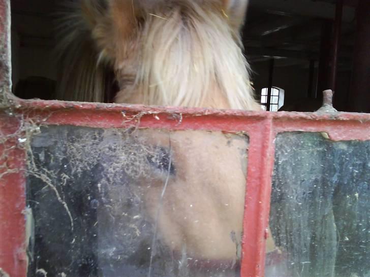 Fjordhest ~ <3Elmer/Elsi<3 ~ - Goddag Elmer :D<3 billede 10