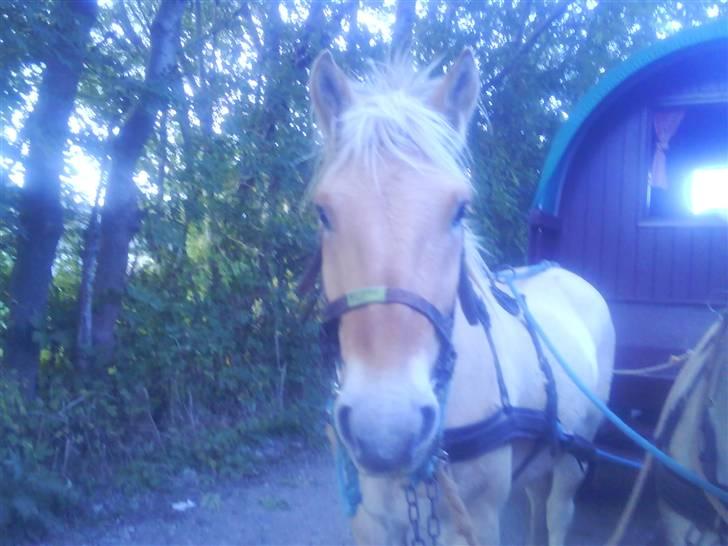 Fjordhest ~ <3Elmer/Elsi<3 ~ - Jaa du er smuk!<3 :-D billede 11