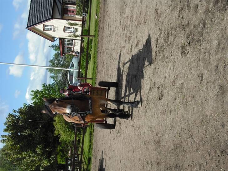 Nordsvensk Skovhest Bork *RIP* billede 12