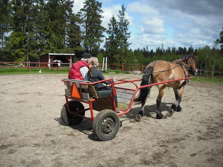 Nordsvensk Skovhest Bork *RIP* billede 13