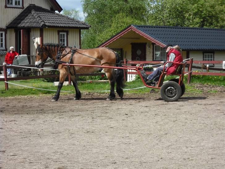 Nordsvensk Skovhest Bork *RIP* billede 14