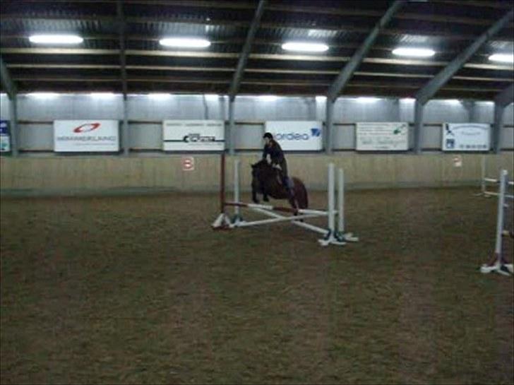 Anden særlig race Fiona - red - Springtræning i Aalestrup 2009. Billedet er taget ud fra video, derfor dens dårlige kvalitet ;). billede 4