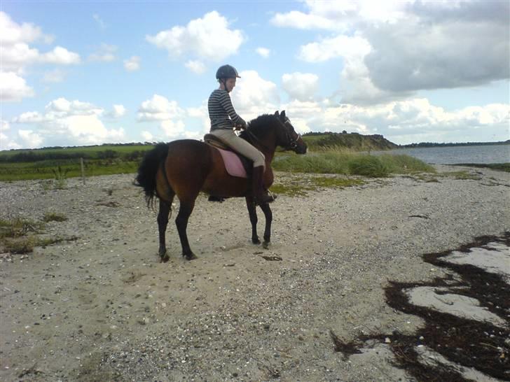 Anden særlig race Fiona - red - Ved stranden med Sisse.. Foto: Sisse billede 5