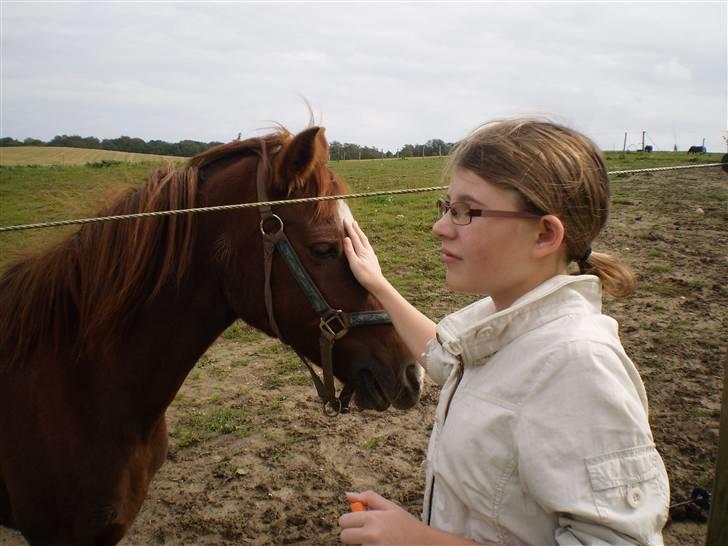 Anden særlig race Lady *Elevpony*  (Har redet) billede 8