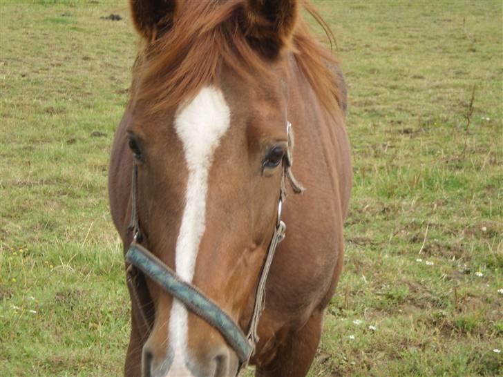 Anden særlig race Lady *Elevpony*  (Har redet) billede 9